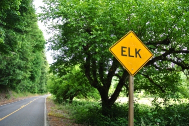 Elk crossing